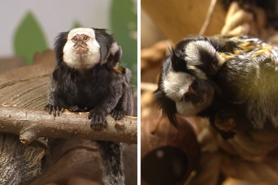 Детеныш игрунка Жоффруа родился в Новосибирском зоопарке