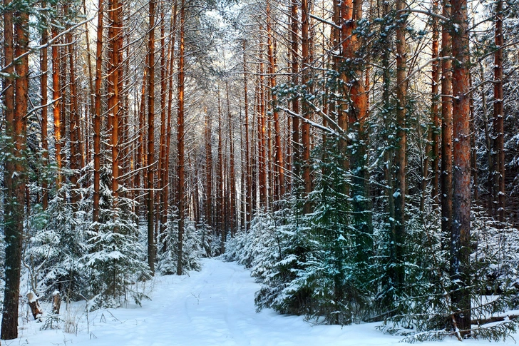 Идем слушать лес: что можно и чего нельзя делать 15 февраля