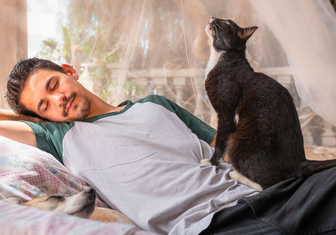 Хозяин, подъем: 3 совета, как отучить кошку будить вас ни свет ни заря