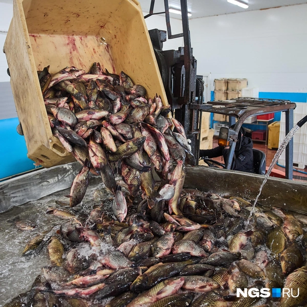 Боксы с уловом на завод привозят на погрузчиках | Источник: Александр Ощепков / NGS.ru