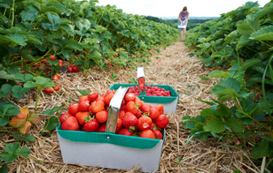 Урожай без дачи: где бесплатно набрать ягод и фруктов