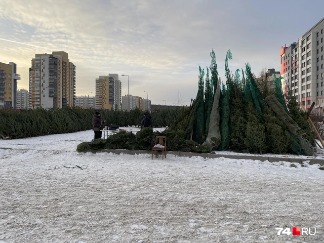 Чуть дороже оказались новогодние деревья на Тополинке  | Источник: Михаил Шилкин 
