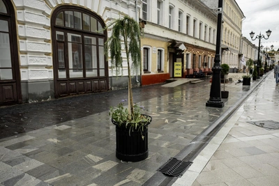 Власти Ярославля ищут способ вернуть деревья в центр