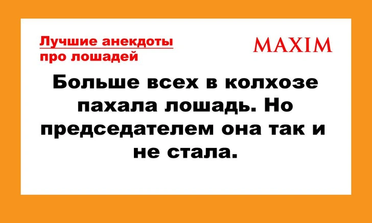 Лучшие и смешные анекдоты про лошадей | maximonline.ru