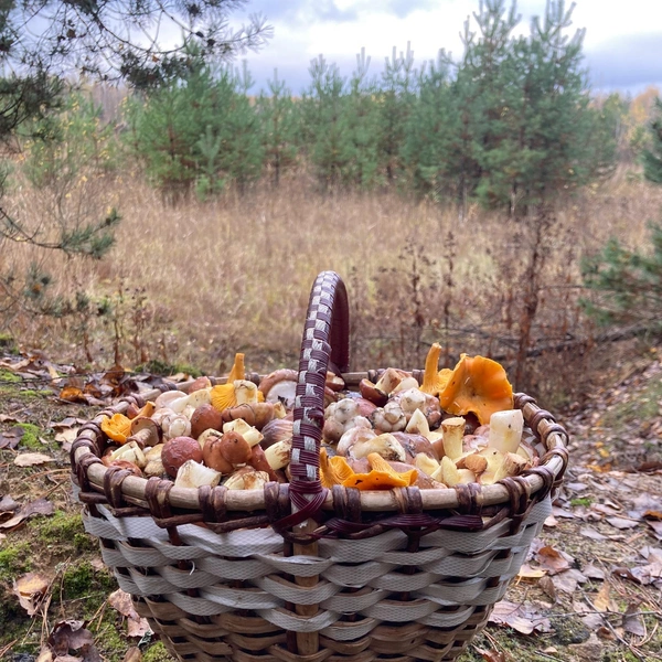 Источник: Грибы и Грибники Подмосковья / vk.com