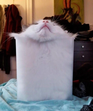 Кошки настолько жидкие, что нельзя смотреть без хохота (18 фото)