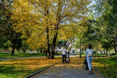 В Прикамье резко похолодает до +2 °С