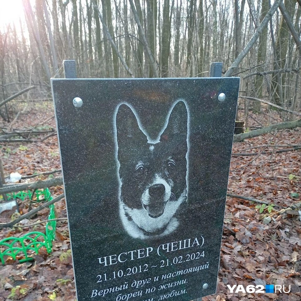 Источник: Анастасия Фокина / YA62.RU