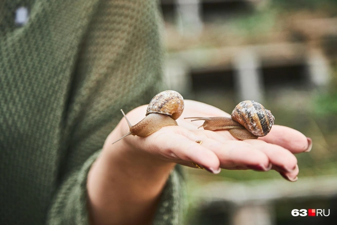 Maxima также ценятся в косметической промышленности из-за возможности сбора муцина — особой слизи, которая активно применяется в производстве средств по уходу за кожей | Источник: Роман Данилкин / 63.RU
