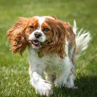 Кинг-чарльз-спаниель и его родственник кавалер: две королевские породы