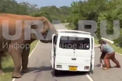 ‘He Almost Crushed Us’: Elephant Attack in Sri Lanka