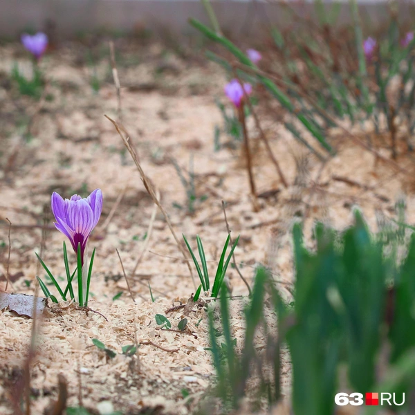 Крокусы — цветы неприхотливые | Источник: Роман Данилкин / 63.RU