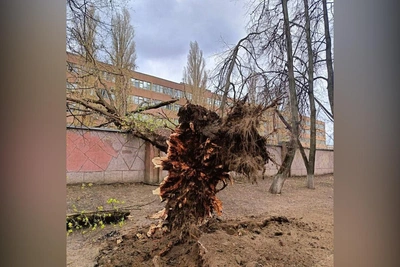 В Воронеже ветер повалил 16 деревьев: подробности