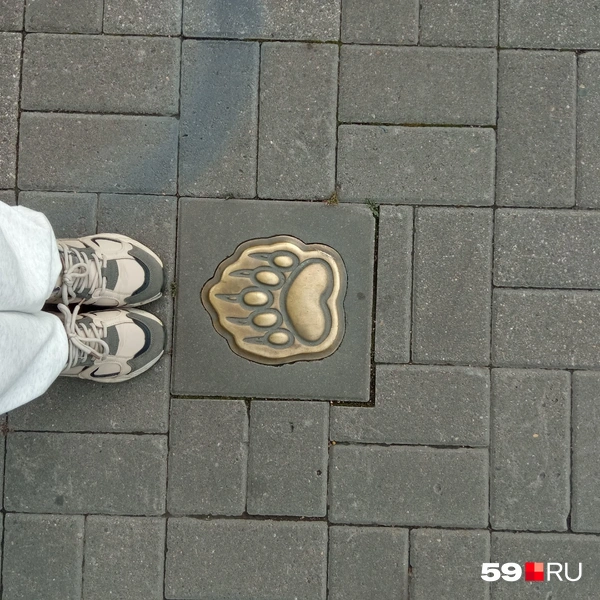 По Ярославлю можно находить вот такие медвежьи лапки | Источник: Вероника Свизева / 59.RU