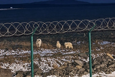 Фельдшер описала спасение вахтовика от белого медведя