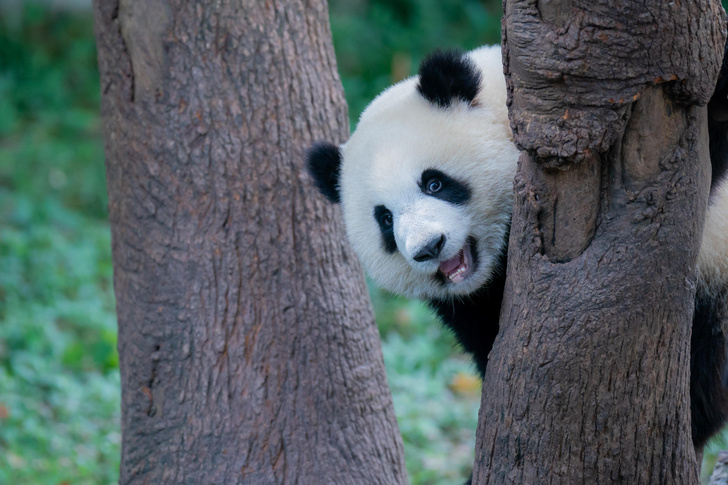 Панды весело проводят время в китайском зоопарке