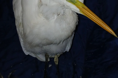 Volgograd volunteers fight for white heron's life
