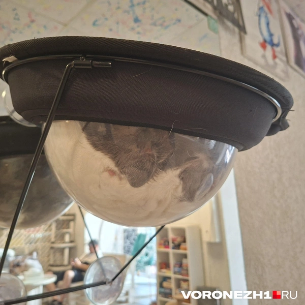 Видите котика? А он есть | Источник: Алёна Воропаева / Voronezh1.ru