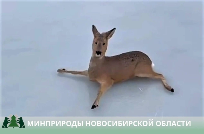 В Новосибирской области спасли больше 300 косуль, оказавшихся в ледовом плену | www.fontanka.ru
