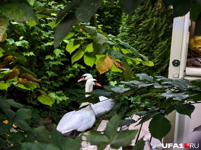 Лебеди спрятались в кустах | Источник: Булат Салихов / UFA1.RU