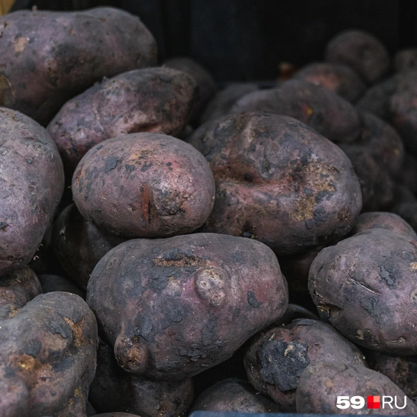 Красный картофель | Источник: Тимофей Калмаков / 59.RU
