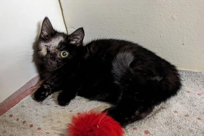 Дом ищут для кошки Мими, потерявшей глаз в Воронеже