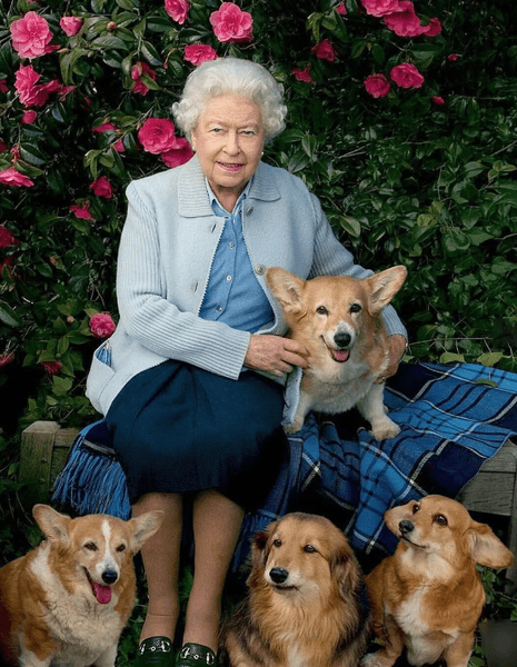 Любимые собаки британской королевской семьи