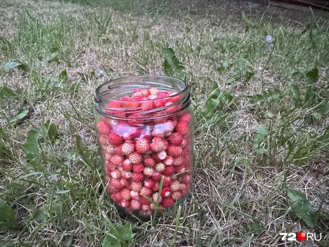 Всего 20 минут стараний — и вкус лета у вас в кармане! Точнее, в баночке, конечно же | Источник: читательница 72.RU