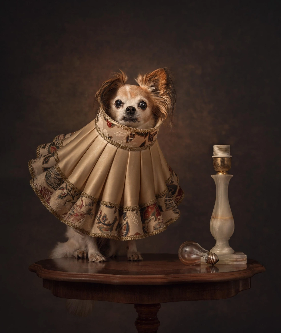 Свет уже за дополнительную плату в виде вкусняшки | Источник: Inge Heimensen / International Pet Photography Awards 2026