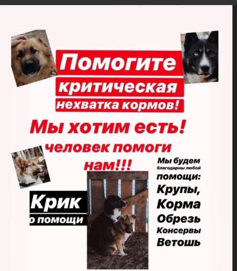 Это скриншот со страницы Ксении Завадской во «ВКонтакте». Классика жанра так называемой зоозащиты: игра на чувствах тех, кто искренне любит животных. Там же&nbsp;— реквизиты, куда присылать деньги | Источник: kseniazavadskaya / Vk.com