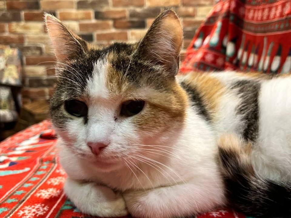 Привезли в мешке и подбросили в приют. История Ники и Серы из тюменского котокафе, которые ищут любящего хозяина
