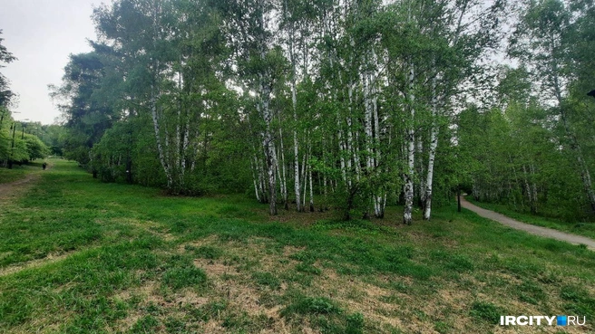 Жители Академгородка очень хотят сохранить парк | Источник: Виктор Лучкин / «ИрСити»