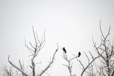 Морозная погода в Ростовской области 25 декабря