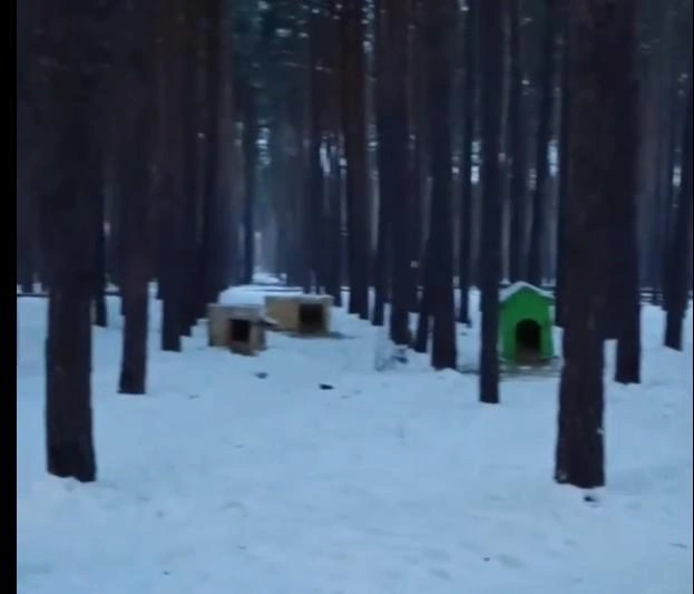 В январе 2024-го в Боровом зоозащитники поставили будки для бездомных псов недалеко от дороги в школу и детсад. Хвалились, якобы с разрешения мэрии | Источник: стоп-кадр с видео «Мой и твой Воронеж» / t.me/mtv36