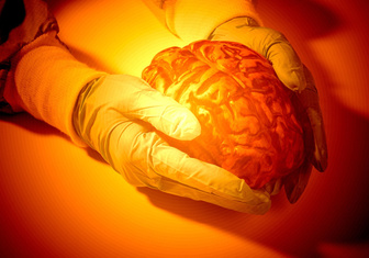 Лихорадочная работа: мозг человека способен разогреваться до 40,5ºС
