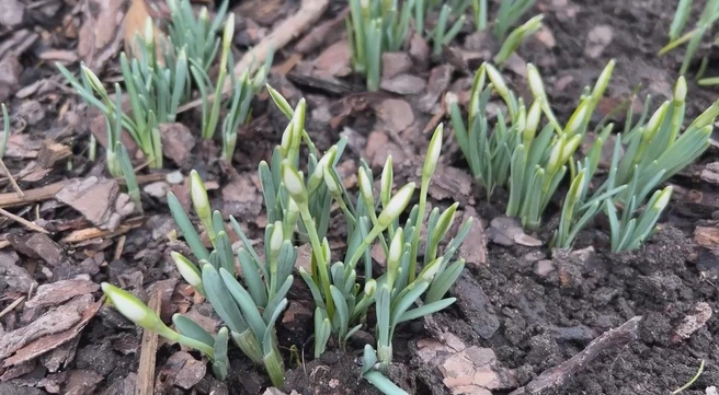 Источник: Ботанический сад Петра Великого. Санкт-Петербург