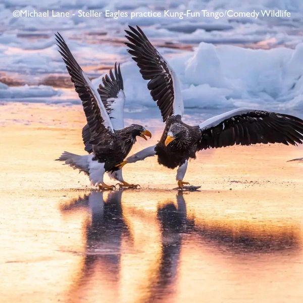 Источник: Nikon Comedy Wildlife Awards