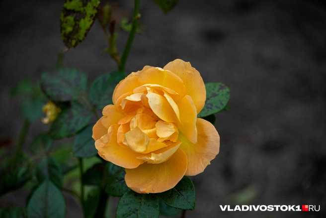 Источник: Елена Буйвол / VLADIVOSTOK1.RU