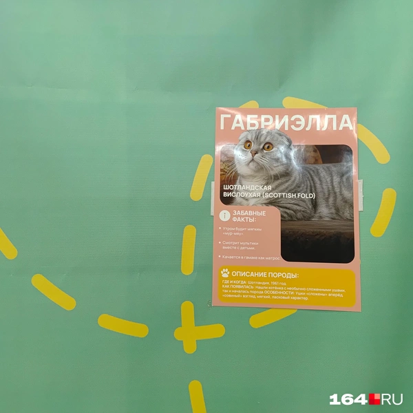 Источник: Сергей Гендин / 164.RU