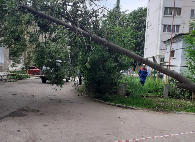 В Приокском упавшее дерево повисло на проводах | ya62.ru