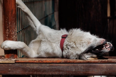 Photos of animals met while reporting in Tyumen