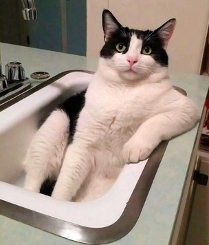 Смешные коты, которые нашли свое место в этом мире (17 фото)