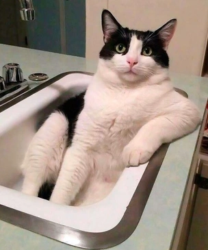 Смешные коты, которые нашли свое место в этом мире (17 фото)