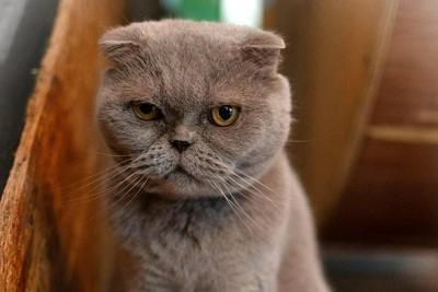 Fierce but Elegant Cat Matty Seeks Family in Samara