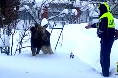 Полицейские спасли лосёнка в Калужской области