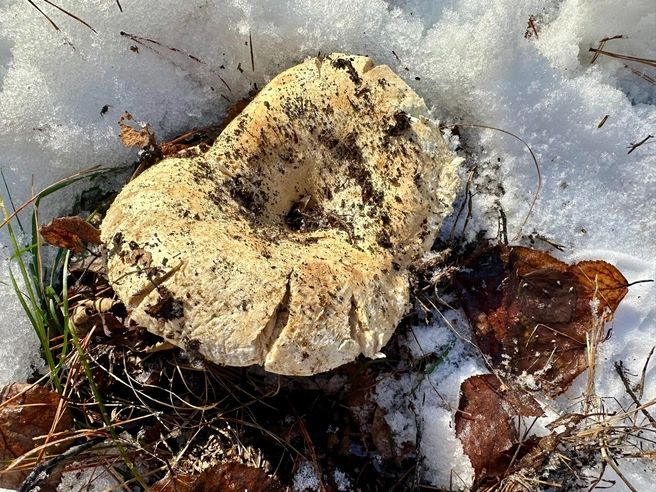 Грузди выросли прямо из-под снега  | Источник: «Грибы. Грибники Омска и Омской области"/ vk.com