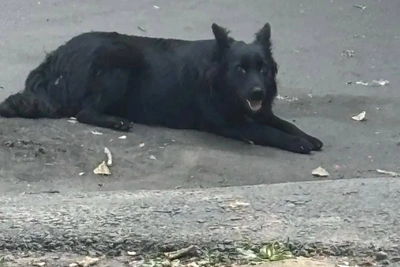 В Липецке поймали агрессивную собаку