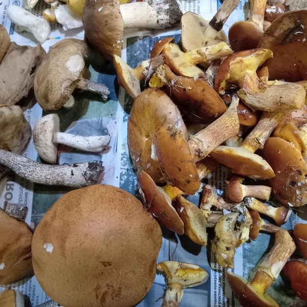 Источник: Ира Сараева / Грибы в Подмосковье 2025 / VK.com