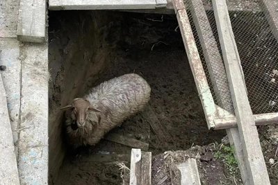 Ставропольские спасатели вызволили барана Борю из ямы