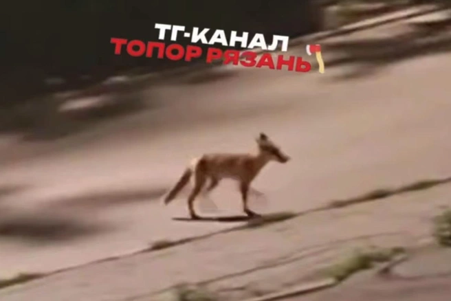 Лиса показалась очевидцам нездоровой | Источник: Скриншот с видео ресурса «Топор Рязани»